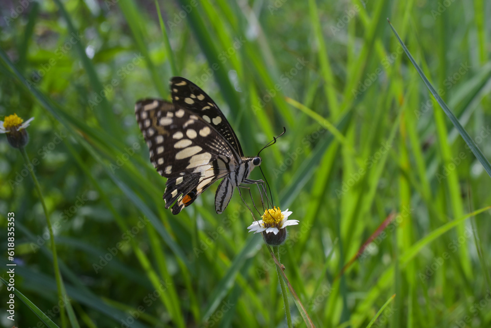 butterfly on a flower