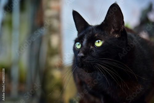 black cat on a fence, black cat with eyes, portrait of a cat, black cat portrait, cat on a fence, international cat day ,world animal day, animal adoption day, san francisco de assis day, adopt pet