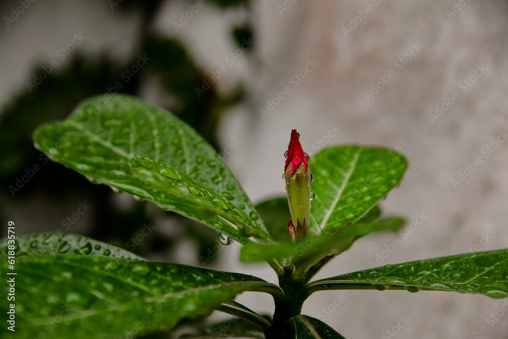 dew drops on leaves, water drops on plant, water droplets, desert rose, Adenium, Apocynum, Apocynaceae,beautiful ornamental plant, desert rose red bud
dew drops on leaves, water drops on plant, water droplets, desert rose, Adenium, Apocynum, Apocynaceae,beautiful ornamental plant, desert rose red bud