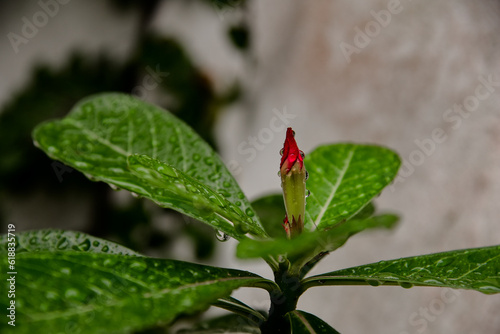 dew drops on leaves, water drops on plant, water droplets, desert rose, Adenium, Apocynum, Apocynaceae,beautiful ornamental plant, desert rose red bud