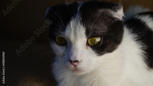 beautiful tricolor fold cat lies on the sofa. cat eyes. pretty cat. beautiful elegant cat