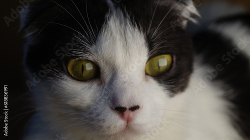 beautiful tricolor fold cat lies on the sofa. cat eyes. pretty cat. beautiful elegant cat