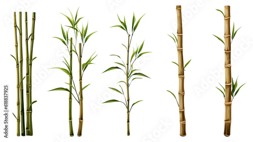 collection of bamboo stalks isolated on a transparent background  generative ai