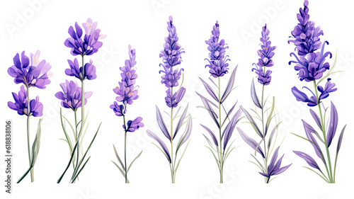 collection of lavender flowers isolated on a transparent background  generative ai