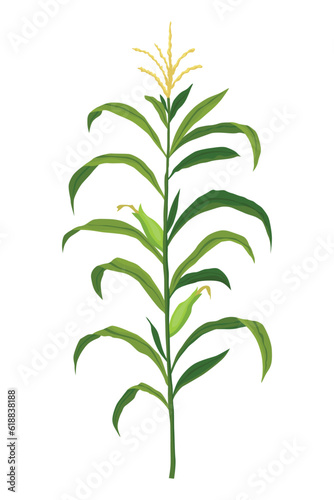 Corn growing stage. Maize growth plant isolated on white background. Farm plant evolving, development stage. Planting process