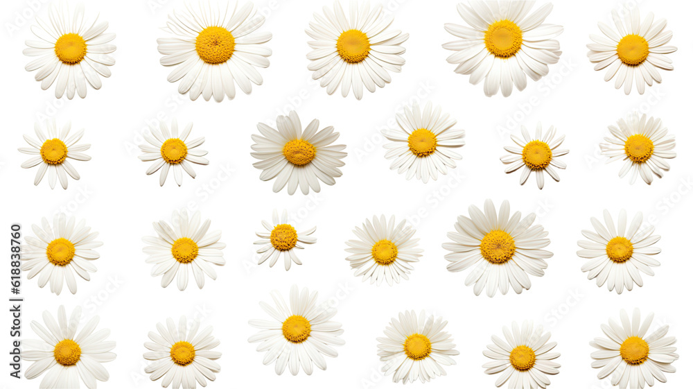 collection of daisies flowers isolated on a transparent background, generative ai