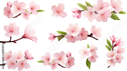 collection of cherry blossoms flowers isolated on a transparent background  generative ai