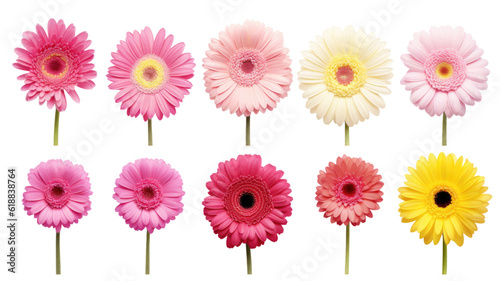 collection of gerbera daisies flowers isolated on a transparent background, generative ai