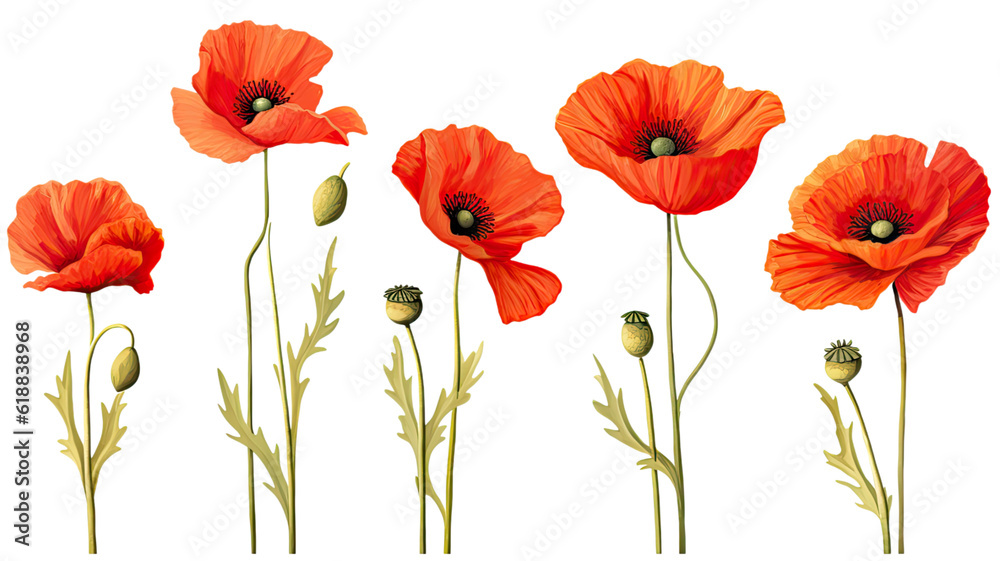 Fototapeta premium collection of poppies flowers isolated on a transparent background, generative ai