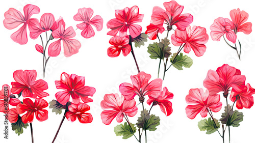 collection of hand drawn geraniums flowers isolated on a transparent background  generative ai
