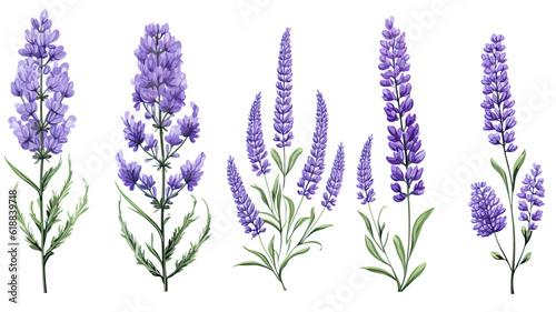 collection of hand drawn lavender flowers isolated on a transparent background  generative ai