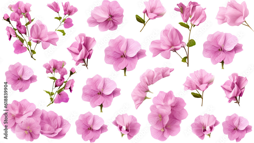 collection of soft pastel bougainvillea flowers isolated on a transparent background, generative ai