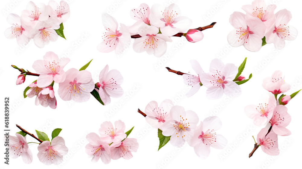 collection of soft pastel cherry blossoms flowers isolated on a transparent background, generative ai collection of soft pastel cherry blossoms flowers isolated on a transparent background, generative ai