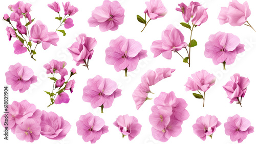 collection of soft pastel bougainvillea flowers isolated on a transparent background  generative ai
