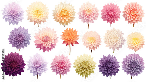 collection of soft pastel dahlias flowers isolated on a transparent background, generative ai © Perfect PNG