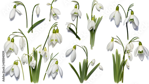 collection of soft pastel snowdrops flowers isolated on a transparent background, generative ai