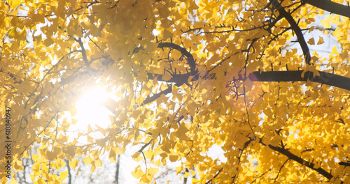 Yellow foliage, leaves sun light breaks through, autumn background. Golden leaves wind sway in fall season. Yellow tree leaf in colorful nature. Sunny bright october park