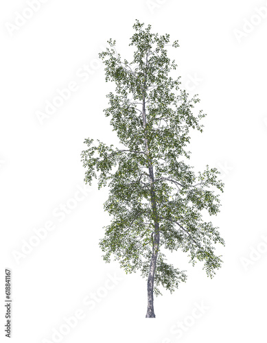 Betula populifolia, grey birch, gray, light for daylight, easy to use, 3d render, isolated