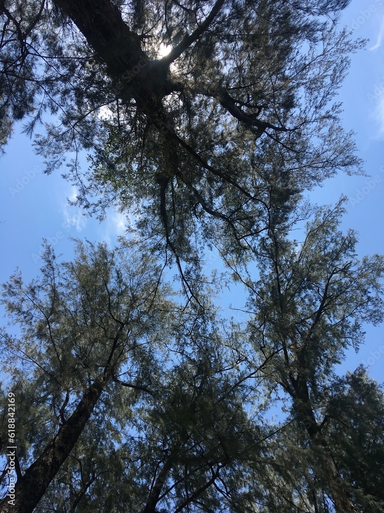 trees in the sky