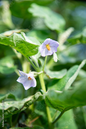 Closeup of eggplant flowers in the garden