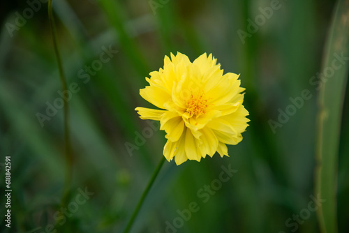 Closeup of yellow cosmos flowers in the garden