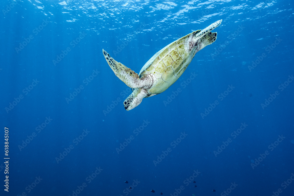 Obraz premium 水中に潜っていくウミガメ