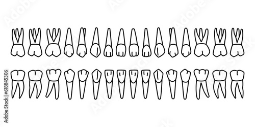 Outline of 32 Permanent teeth: 8 incisors, 4 canine, 8 premolars, 12 molars