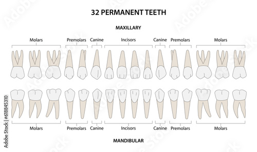 32 Permanent teeth: 8 incisors, 4 canine, 8 premolars, 12 molars