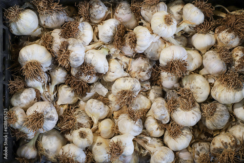 Pile of dried garlic, close-cut garlic, garlic on market, background, top view, close up