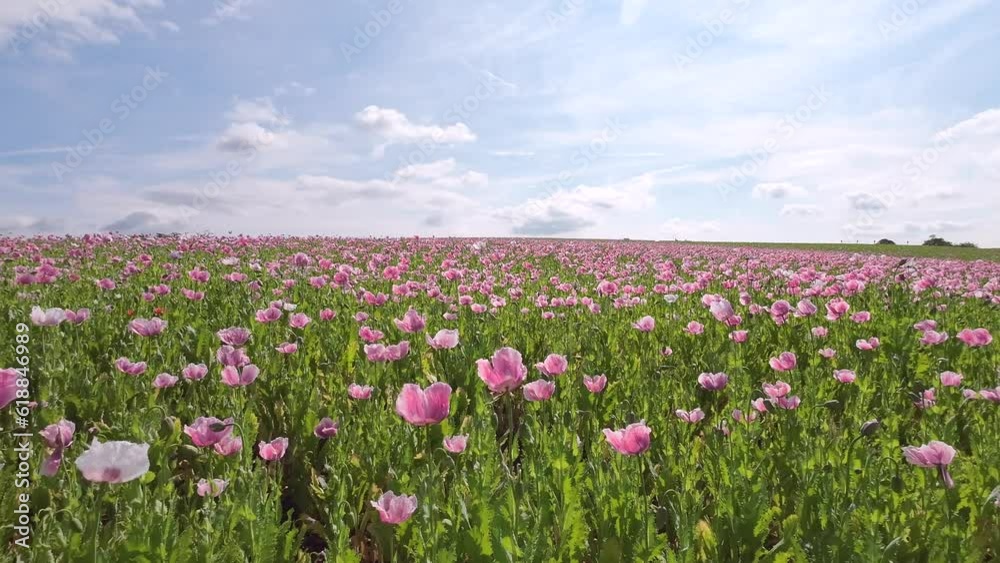 Blühendes Schlafmohnfeld mit Himmel, Papaver somniferum, Germerode, Werra-Meißner-Kreis, Hessen Blühendes Schlafmohnfeld mit Himmel, Papaver somniferum, Germerode, Werra-Meißner-Kreis, Hessen