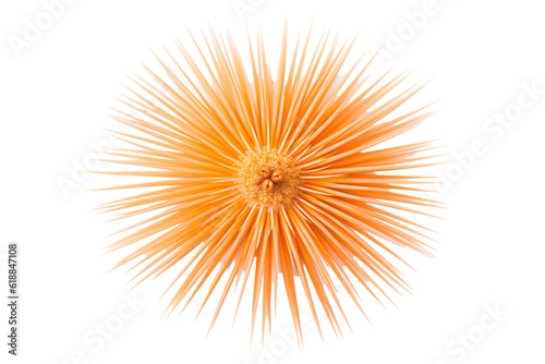 Sea urchin, Transparent background. generative AI
