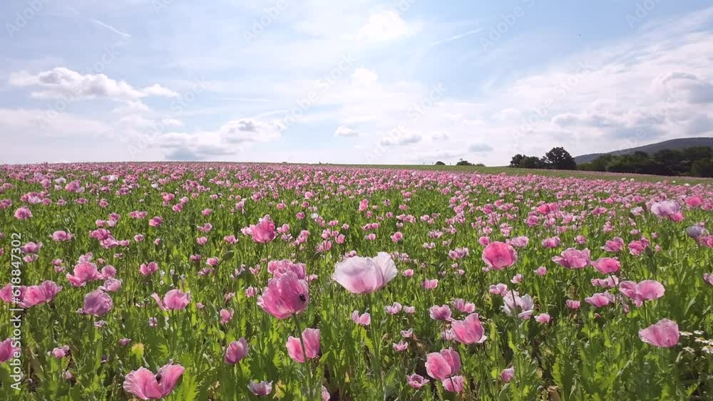 Blühendes Schlafmohnfeld mit Himmel, Papaver somniferum, Germerode, Werra-Meißner-Kreis, Hessen Blühendes Schlafmohnfeld mit Himmel, Papaver somniferum, Germerode, Werra-Meißner-Kreis, Hessen
