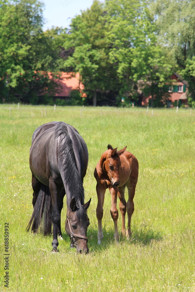 Mother horse and foal