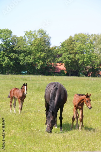 Mother horse and foal