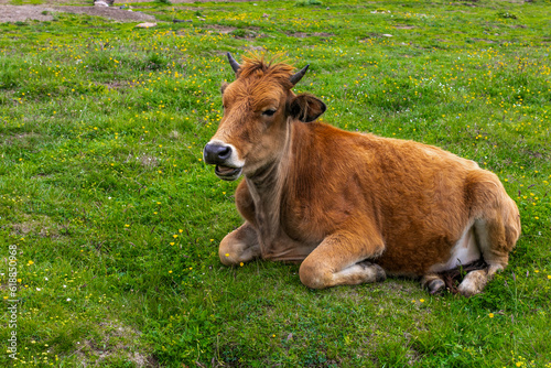 Cow on the meadow in the mountains of the Caucasus
