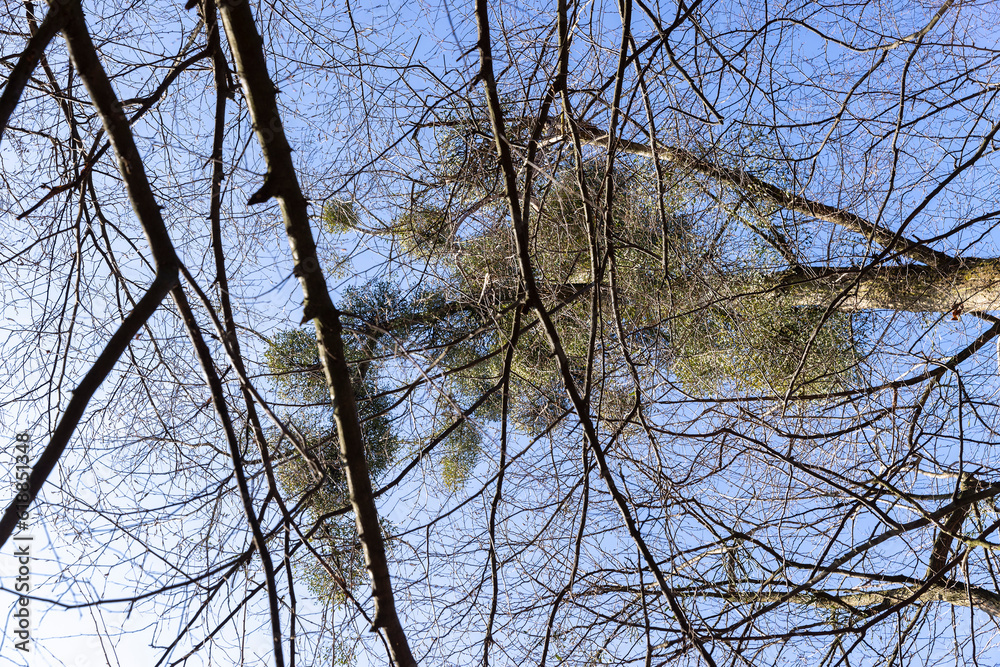 Trees covered with the mistletoe parasite in early spring