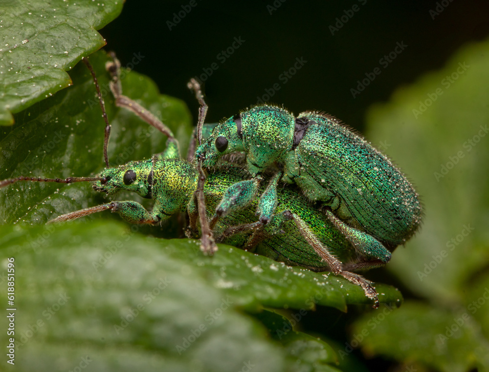 Fototapeta premium macro close up of green weevils