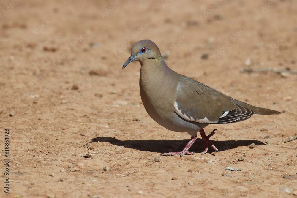 Obraz premium A white-winged Dove in Utah