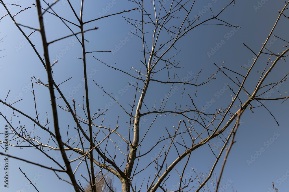 maple tree in sunny weather in early spring maple tree in sunny weather in early spring