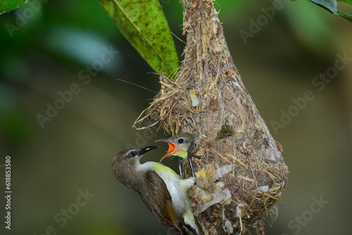 Sunbird female feeding