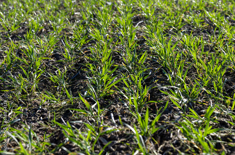 green wheat sprouts in early spring, green winter wheat green wheat sprouts in early spring, green winter wheat
