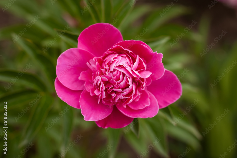 Obraz premium Pink peony (Paeonia) flower among green leaves