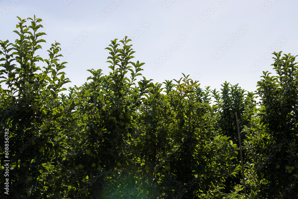 Fototapeta premium Apple orchard with an unripe harvest of green apples