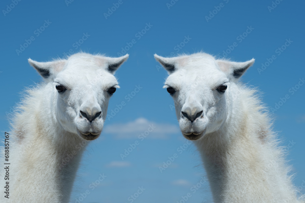 two white lama portrait on blue sky