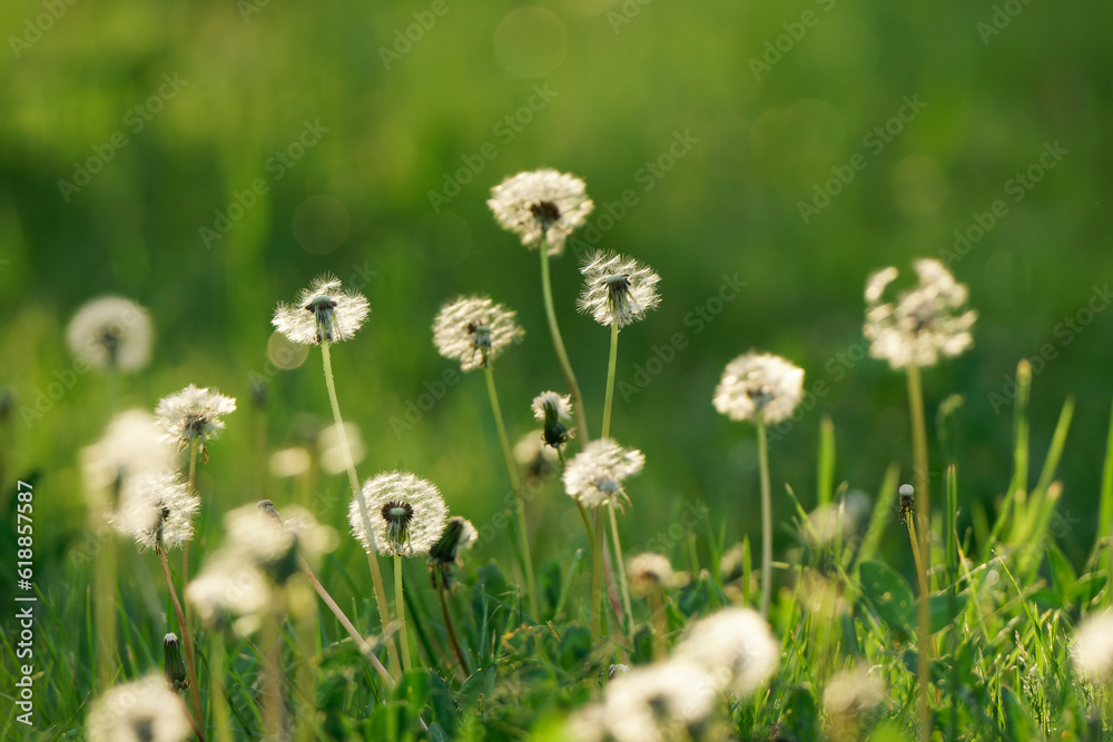 Close up on dandelions in the grass in beautiful sunset time.