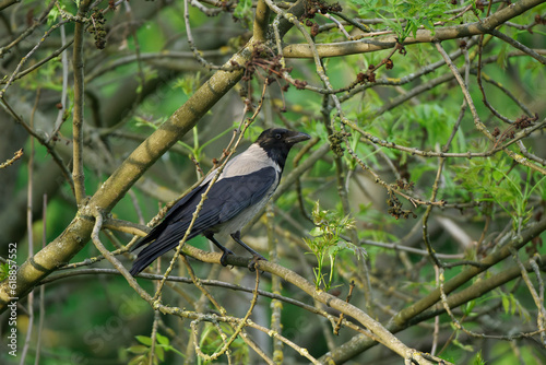 Gray crow watching surrounding in the park.