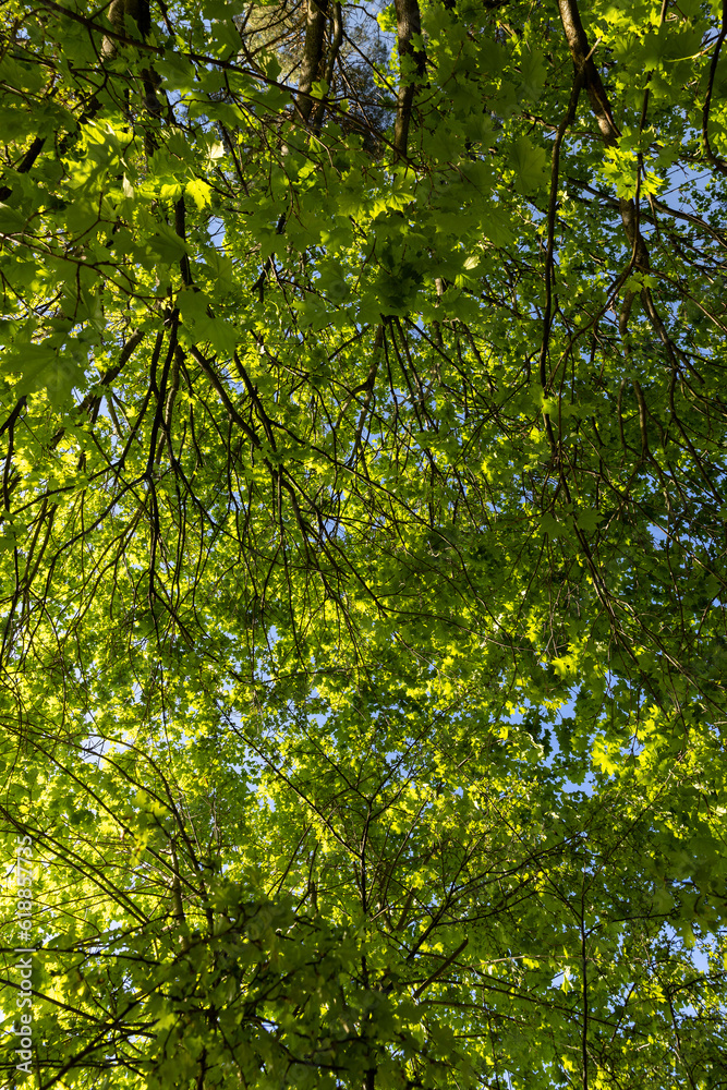 Fototapeta premium green young foliage of spring maples