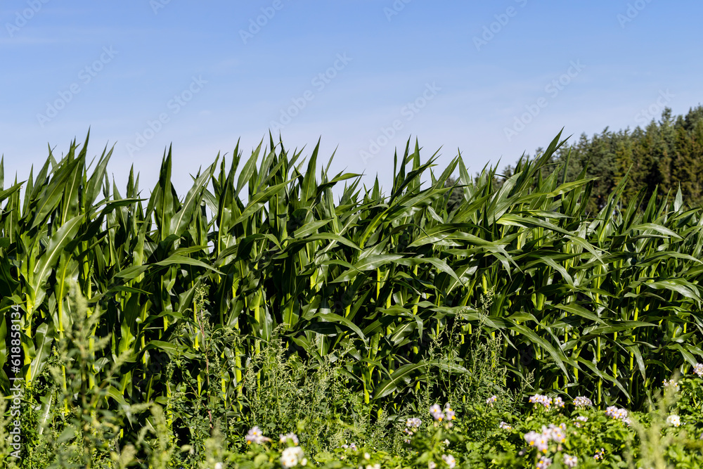 Fototapeta premium Green corn illuminated by sunlight