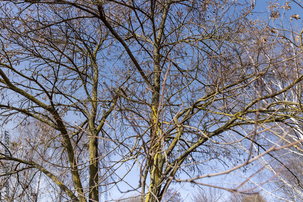 Maple tree branches in the park in spring sunny weather Maple tree branches in the park in spring sunny weather