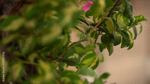 Dancing Flowers in the Breeze
